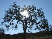 Oak Tree