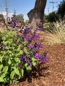 Salvia 'Amistad'