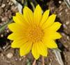 Gazania rigens