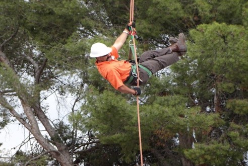 City employee on harness in the air getting ready to trim trees.